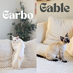 Thumbnail photo of Gable- No Longer Accepting Applications / Garbo-(Bonded Pair) - No Longer Accepting Applications #2