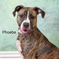 Thumbnail photo of Phoebe #1