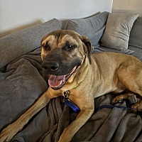 adopt a pet
