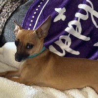 adopt-pet