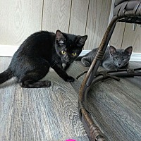adopt a pet