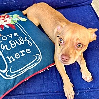 adopt-pet