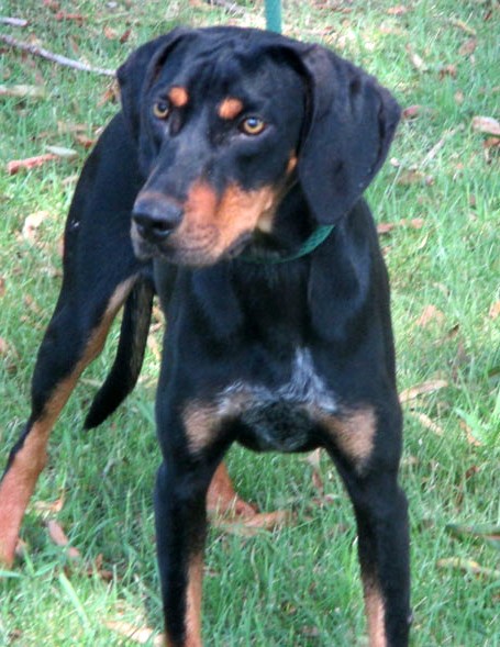 black and tan bluetick coonhound