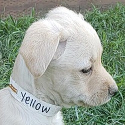 Photo of Yellow