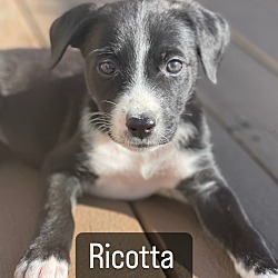 Photo of Ricotta
