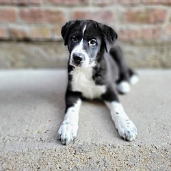 Thumbnail photo of Finley(ADOPTED!) #3