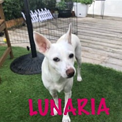 Thumbnail photo of LUNAIRA #2