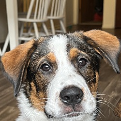 Photo of Boi