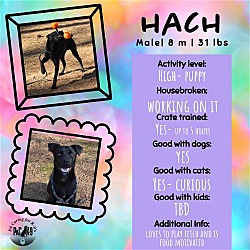 Thumbnail photo of Hach #4