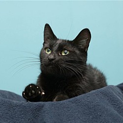 Photo of Yin (Bonded Pair with Yang)