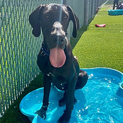 Thumbnail photo of Sage-Beautiful Great Dane! #3