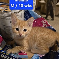 adopt a pet