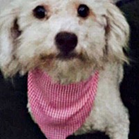 Boulder, CO - Pet Adoption. Brighter Days Dog Rescue has dogs ...