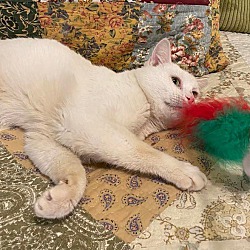 Photo of Moscato