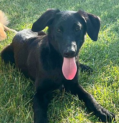 Mead, CO - Belgian Malinois/Poodle (Standard). Meet Nellie a Pet for ...