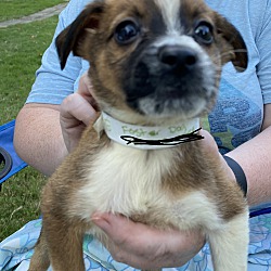Photo of Gracie