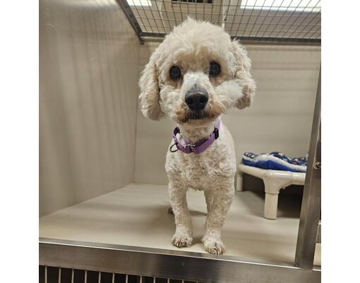 Las Vegas, NV - Poodle (Miniature)/Mixed Breed (Medium). Meet Zoey a