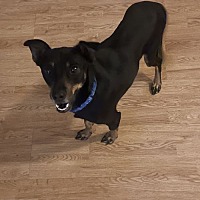 adopt-pet