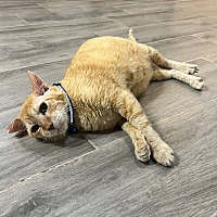 adopt a pet