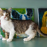 adopt a pet