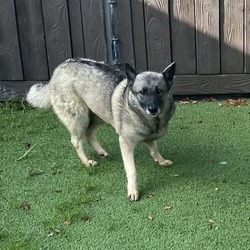 Photo of Livvie 2551, adoptable Norwegian Elkhound in Loxahatchee, Florida