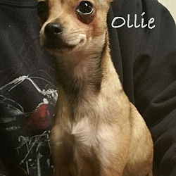 Thumbnail photo of Ollie #3