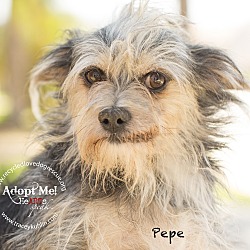Thumbnail photo of PEPE #1