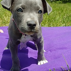 Thumbnail photo of Violet-Adopted! #2