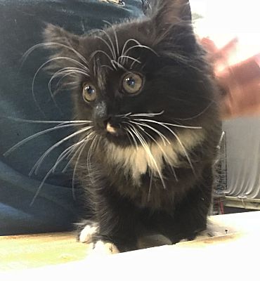East Brunswick Nj Domestic Longhair Meet Lyle A Pet For Adoption