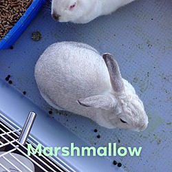 Thumbnail photo of Marshmellow #3