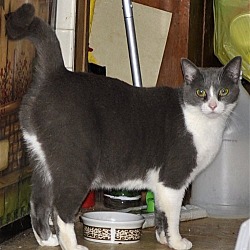 Thumbnail photo of Sugar - NC #1