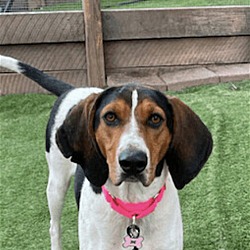 Photo of Luna (Foster or Adopter needed!)