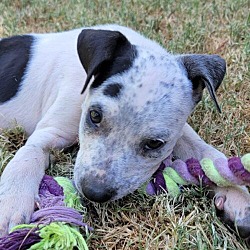 Thumbnail photo of (Puppy) Jamaica #1