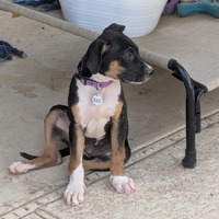 adopt-pet
