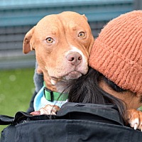 adopt a pet