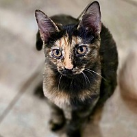 adopt-pet