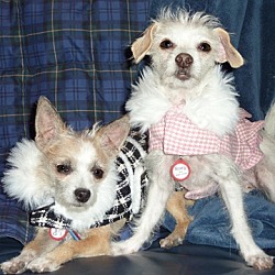 Thumbnail photo of Roxy and Daisy #1