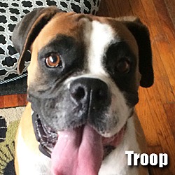 Thumbnail photo of Troop #1