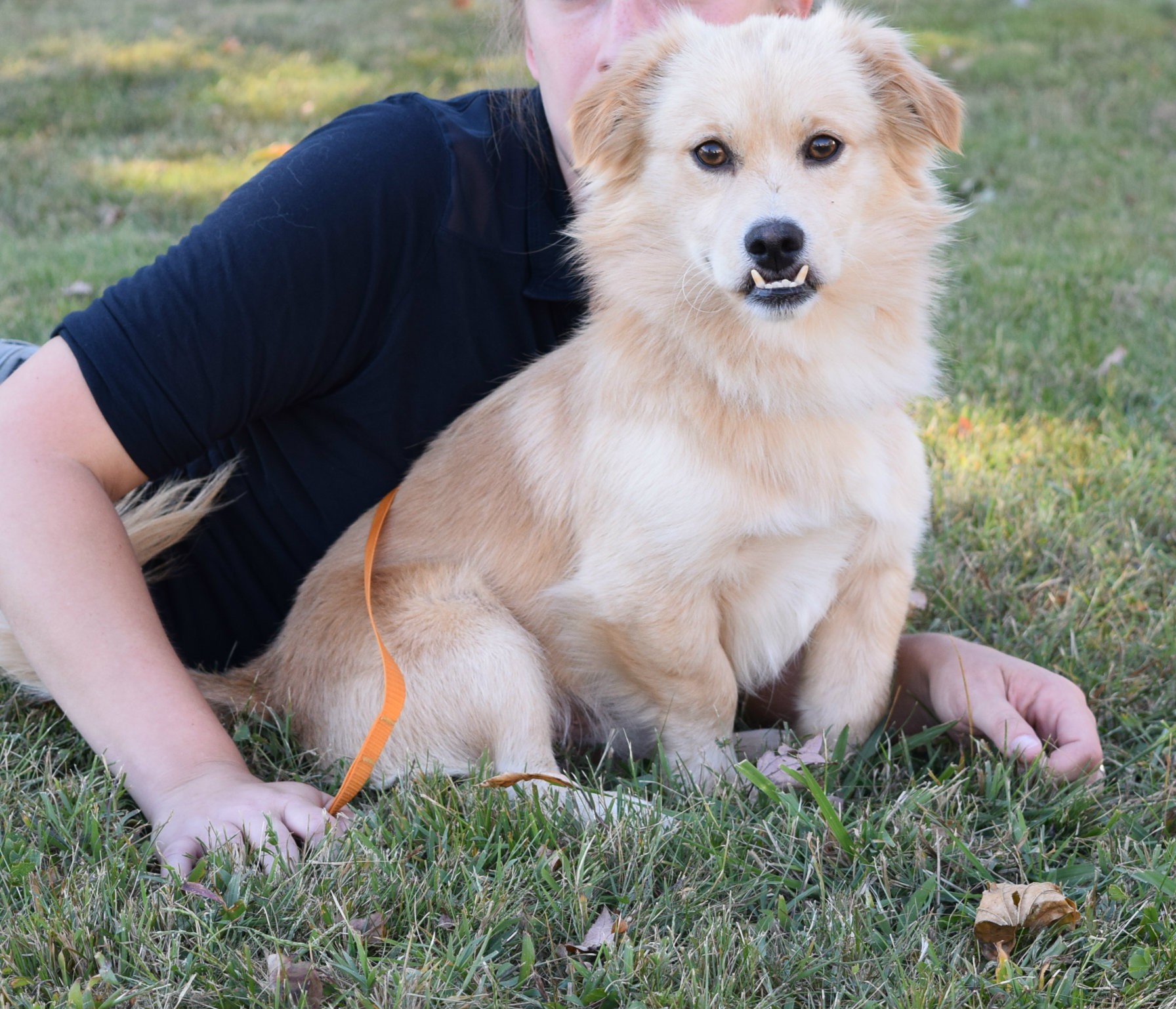 pekingese golden retriever mix