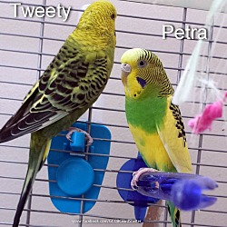 Thumbnail photo of Tweety, Petra, and English #2