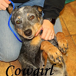 Thumbnail photo of Cowgirl ~ meet me! #1
