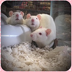 Photo of Female Rats 2