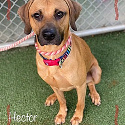 Thumbnail photo of HECTOR (R) #3