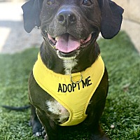adopt a pet