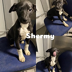 Photo of Shermy