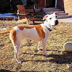 Photo of * Cattle Dog Mix* Zack **FOSTER HOME**