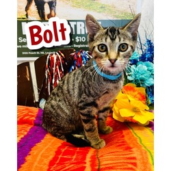 Photo of Bolt