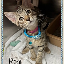 Thumbnail photo of RONI #3