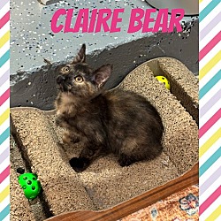 Thumbnail photo of Claire Bear #3