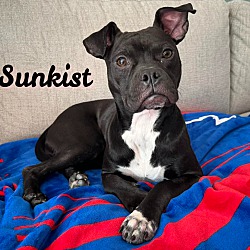 Thumbnail photo of Sunkist #2